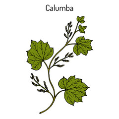 Calumba Jateorhiza palmata , medicinal plant