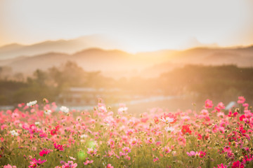 Fototapeta premium conmos flowers mountain veiw under sunset