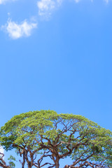 blue sky with white, clouds the beautiful summer sky