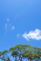 blue sky with white, clouds the beautiful summer sky
