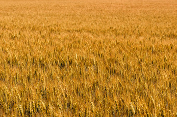 Field of yellow ripe wheat. Background on the theme of harvesting and agriculture.