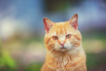 Portrait of a red cat outdoors. Funny ginger kitten walking in the yard in summer on a sunny day