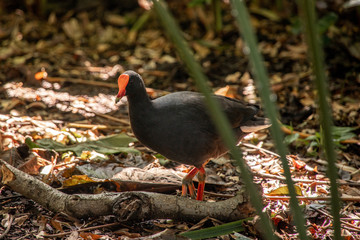 Papuateichhuhn