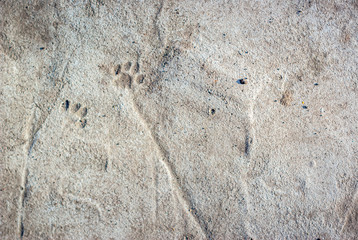 Concrete floor, beige surface lit by the sun with deep footprints of cats. Background texture