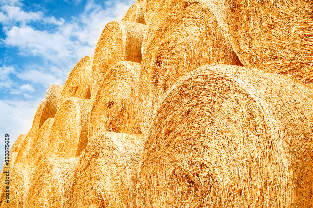 Wall mural bales on the field are folded for second use on the field to the animal background