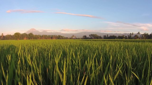 waving green rice field plantation blown by fresh morning air with the light from sunrise