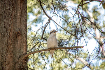 Kookaburra