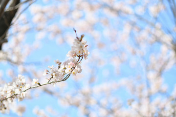 桜