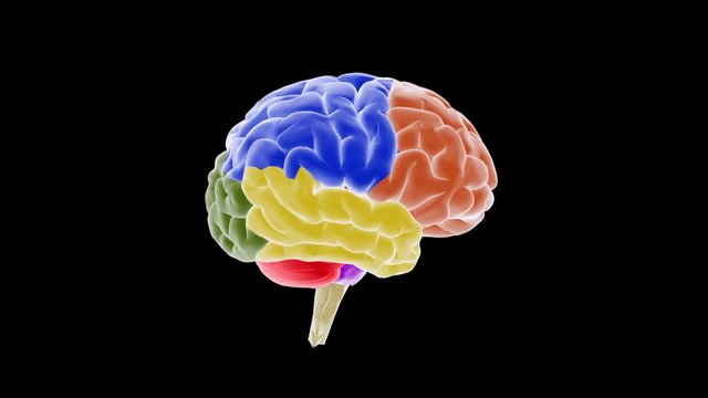 Biomedical animation showing the various regions of human brain.