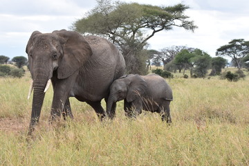 Fototapeta premium Baby elephant in Tarangire National Park, Tanzania