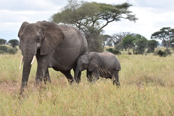 Baby elephant in Tarangire National Park, Tanzania