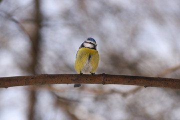 Tit blue tit sitting in the spring on a branch in sunny weather against a bokeh background