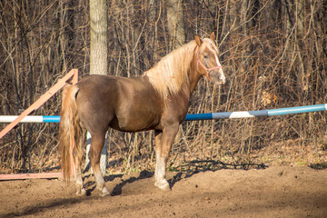 red horse in motion