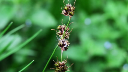 Blütenstand der Feld-Hainsimse vor grünem Hintergrund