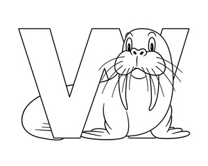 Animal alphabet. capital letter W, Walrus. Vector illustration. For pre school education, kindergarten and foreign language learning for kids and children. Coloring page and books, zoo topic.
