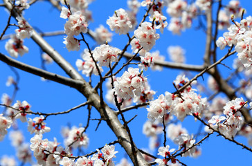 Blooming peach blossoms in the garden