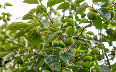 Persimmons growing on the tree. Green, unripe