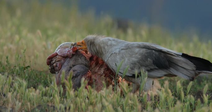 Vulture with carcass. Egyptian vulture, Neophron percnopterus, big bird of prey sitting on the stone, rocky mountain, nature habitat, Madzarovo, Bulgaria, Eastern Rhodopes. Wildlife scene from hide.