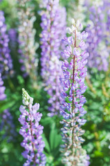 Lupine flowers grow on a meadow in summer