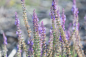 Lavender flowers close-up, natural photo background