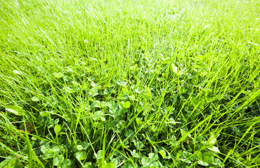 Bright green summer lawn at sunny day