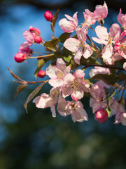 Cherry (sakura) blossom trees in the park (garden), pink flowers.