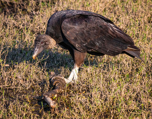 Black vulture eating carrion