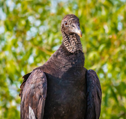 Black Vulture