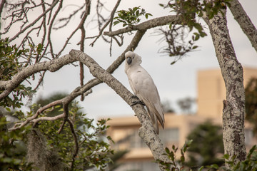 Australischer Kakadu auf Ast