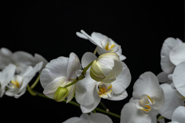 opening bud of single orchid in focus on white orchids and black background
