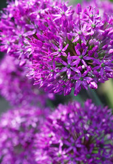 Beautiful view of purple allium flowers in the natural perennial cottage garden