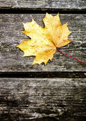 Naklejka na ściany i meble Yellow autumn leaves on wood as nature background.
