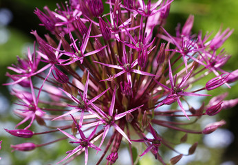 Beautiful view of purple allium flowers in the natural perennial cottage garden