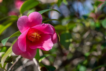 Fototapeta na wymiar Pink flowers of camellia x williamsii Mary Christian