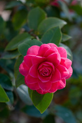 A closeup on camellia japonica Pearl maxwell