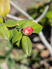 A bud of red camellia japonica Mathotiana
