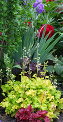 View of a perennial cottage garden with lots of different plants such as roses, iris and colorful heuchera