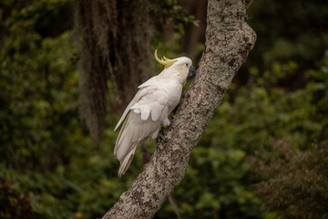 Australischer Gelbhaubenkakadu auf Baum