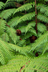 A green leaf of Dicksonia blumei fern