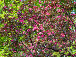 Cherry (sakura) blossom trees in the park (garden), pink flowers.