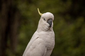Nahaufnahme von einem Kakadu