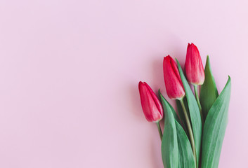 Tender red pink tulips on pastel pink background. Greeting card for Mother's day. Flat lay. Place for text.