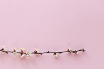 Blossoming branch of apricot tree on a pastel pink background. Minimal spring concept.