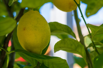 Citrus Frucht am Zitronenbaum