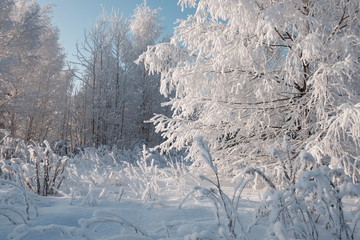 white forest