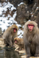 Naklejka premium Snow Monkeys or Japanese Macaques in Japanese Alps.