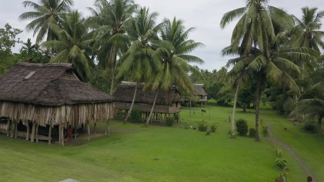 Aerial view moving forward shot, green grassland, scenic view, huts and palm trees in Kanganaman Village, Sepik Region, Papua New Guinea