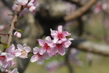 ARBRE EN FLEUR / VERGER / PECHER / PRINTEMPS 