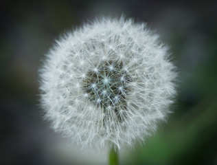 Beautiful closeup photo of fluffy white seed head on dandelion on short green stem with blurred defocused green grass background on bright warm sunny spring summer day.
