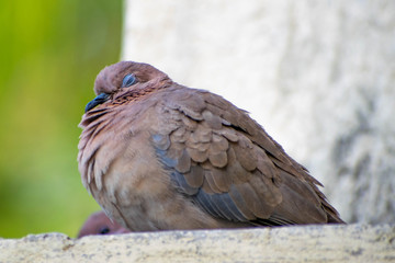 Dove is sitting and sleeping on the wall 